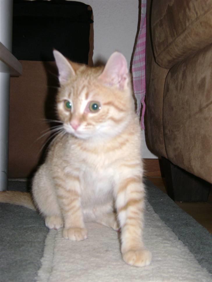 Huskat Misja  billede 5