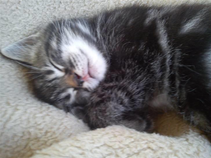 Huskat Alfred <3 Forsvundet :s billede 1