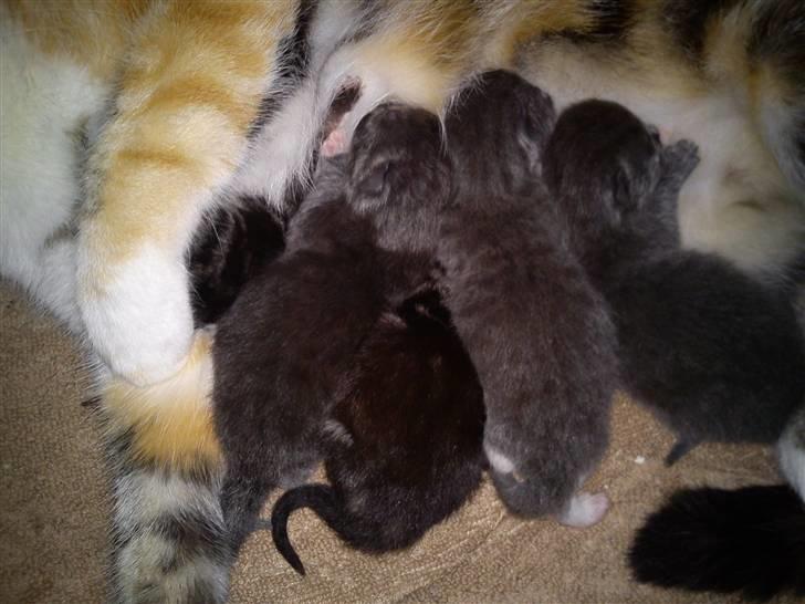 Huskat Alfred <3 Forsvundet :s - Dem alle 5 :)  billede 2