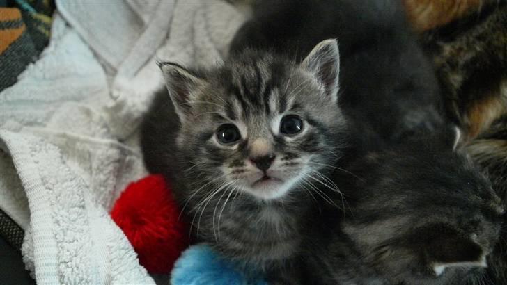 Huskat Alfred <3 Forsvundet :s billede 3