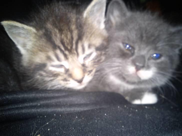 Huskat Alfred <3 Forsvundet :s - Alfred og Basse :)  billede 4