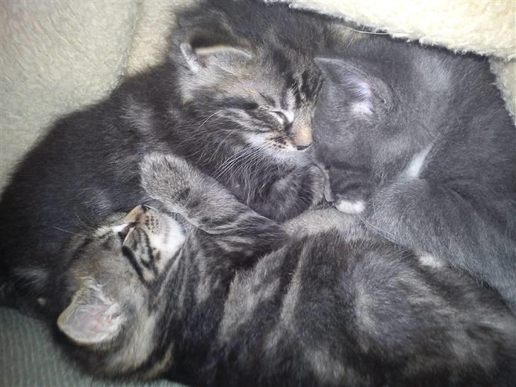 Huskat Alfred <3 Forsvundet :s billede 5