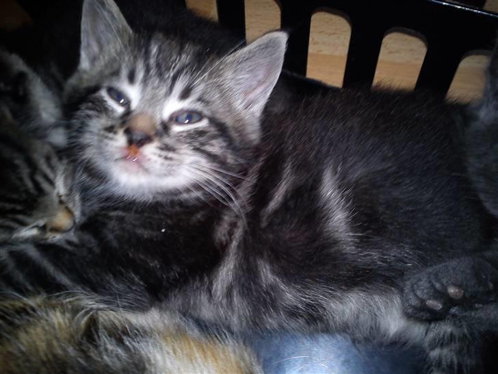 Huskat Alfred <3 Forsvundet :s billede 6