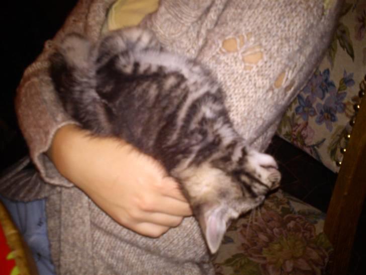 Huskat Alfred <3 Forsvundet :s billede 7