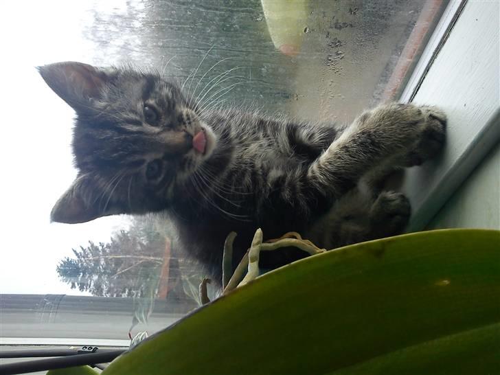 Huskat Alfred <3 Forsvundet :s billede 8