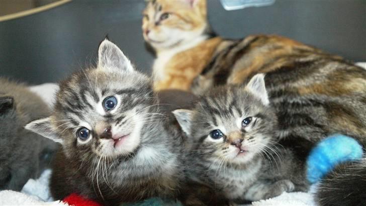 Huskat Alfred <3 Forsvundet :s - Alfred og Mimse :)  billede 9