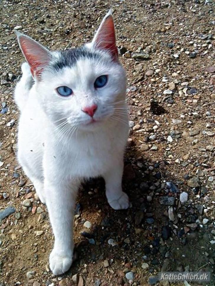 Blanding af racer Gizmo billede 2