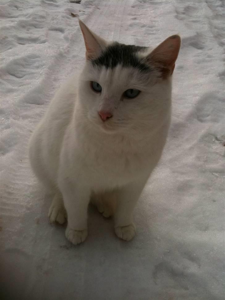 Blanding af racer Gizmo billede 3