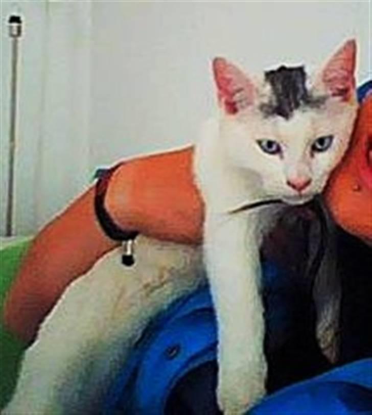 Blanding af racer Gizmo billede 4