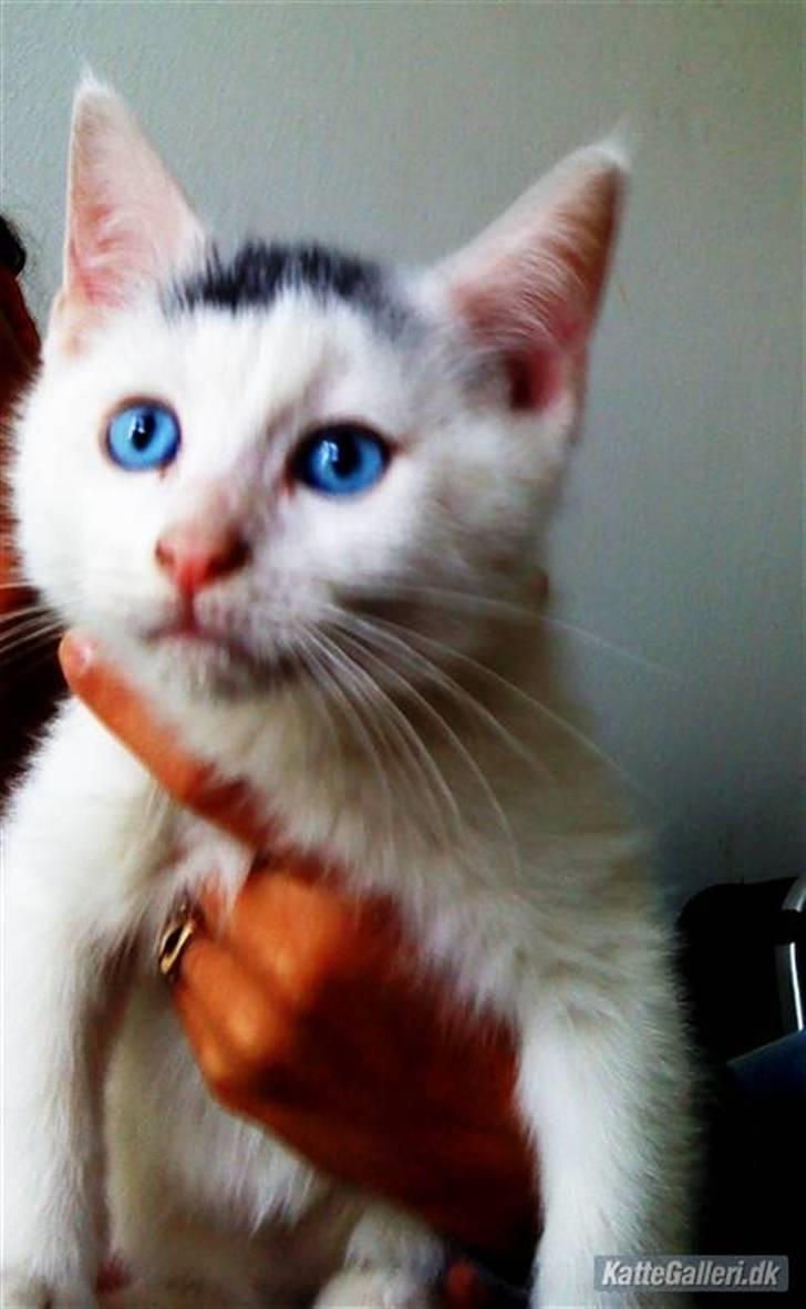 Blanding af racer Gizmo - som lille. billede 5