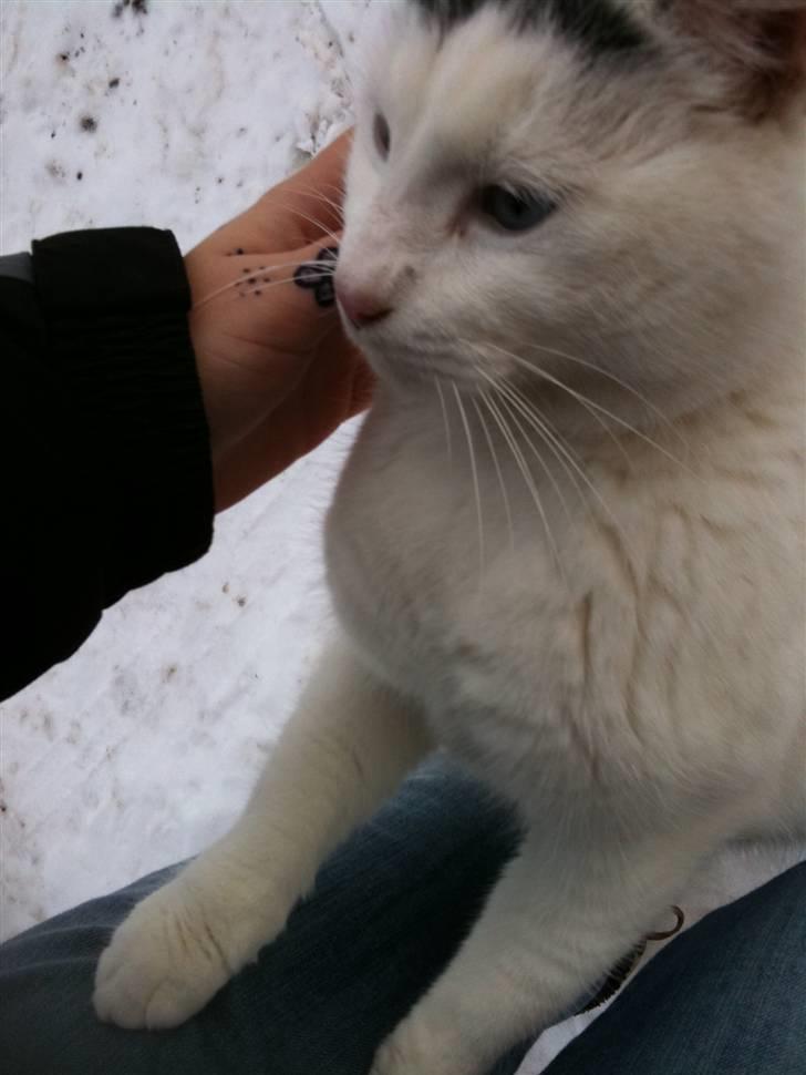 Blanding af racer Gizmo billede 6