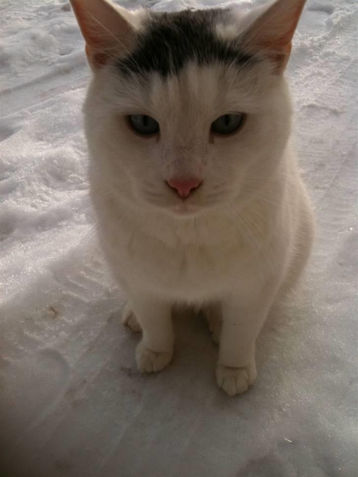 Blanding af racer Gizmo billede 7