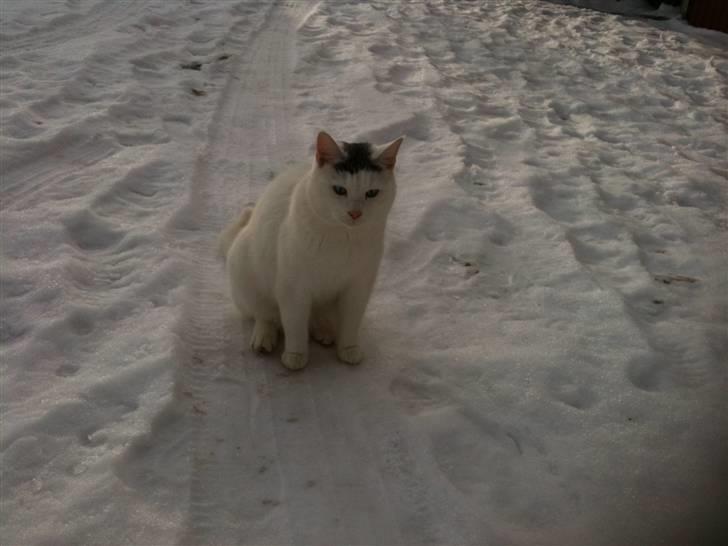 Blanding af racer Gizmo - dejlig tyk mis. billede 8