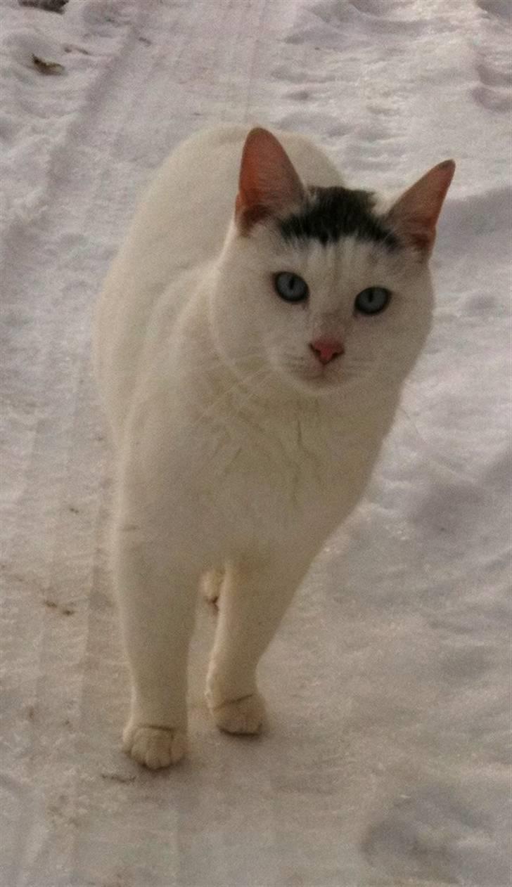 Blanding af racer Gizmo billede 9