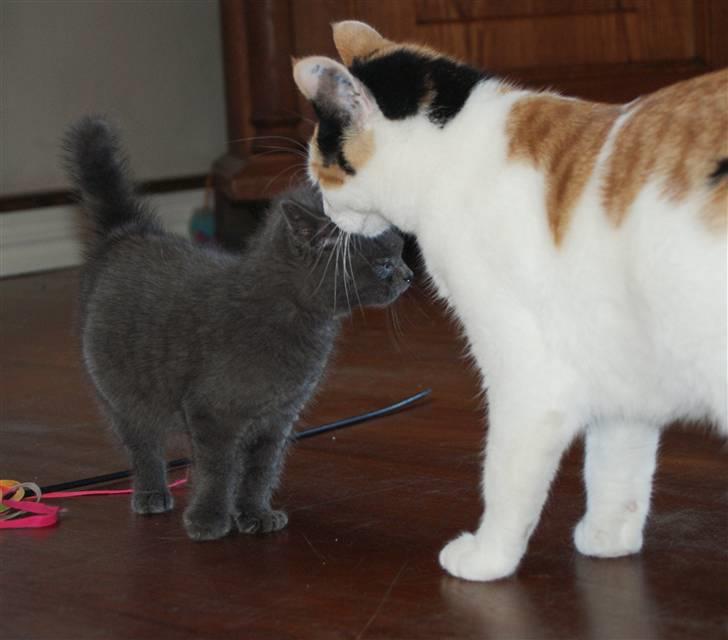 Huskat Albert - "Hej, hvem er du", siger Albert, og stanger Astrid på snuden. billede 4