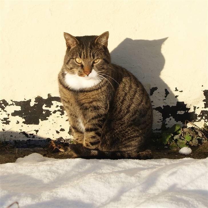 Huskat Anton - Anton, december 2010 billede 1