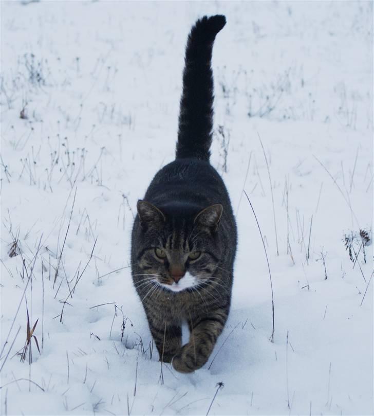 Huskat Anton - Anton i sneen... vinter 2010 billede 2