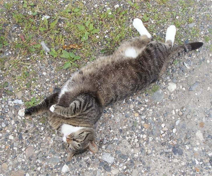 Huskat Anton - Er jeg ikke bare lækker, mor?? billede 3