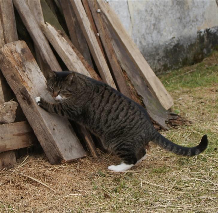 Huskat Anton - Tykke Anton hvæsser klør...  billede 4