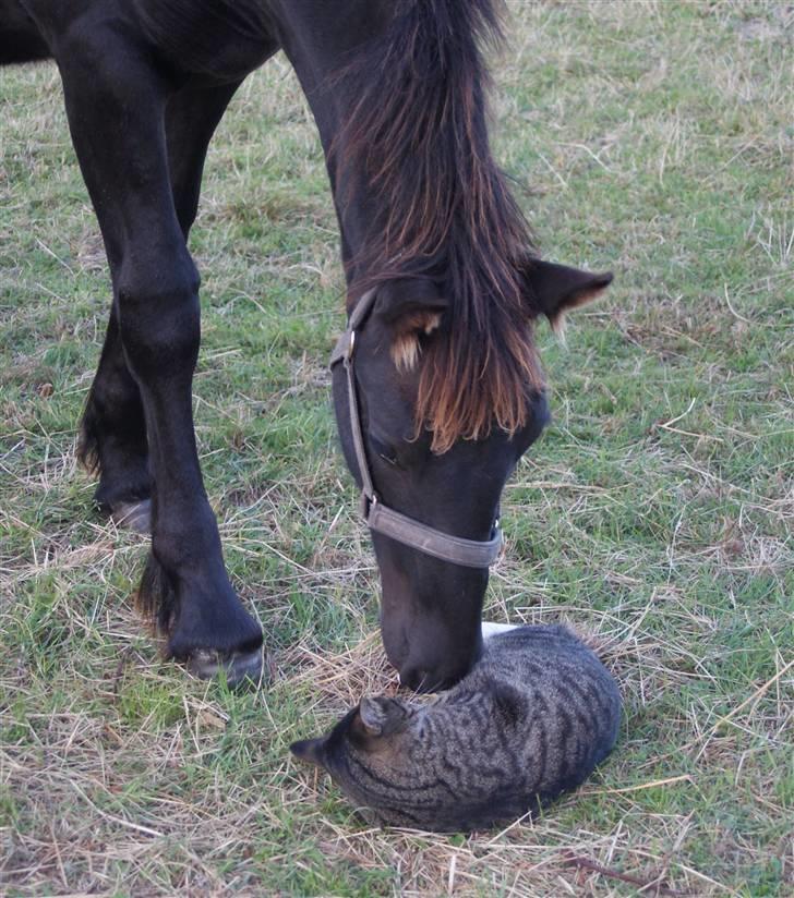 Huskat Anton - Anton bliver nusset på maven af Frieserføllet Falle billede 5