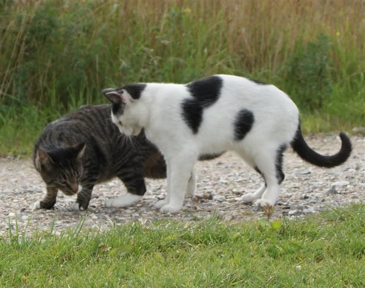 Huskat Anton - Anton sammen med sin bror, Harlekin, som forsvandt i foråret 2010 billede 6