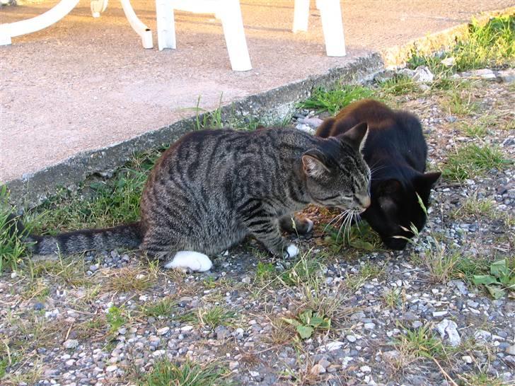 Huskat Anton - Anton sammen med sin bror, Sylvester, som forsvandt i sensommeren 2009 billede 7