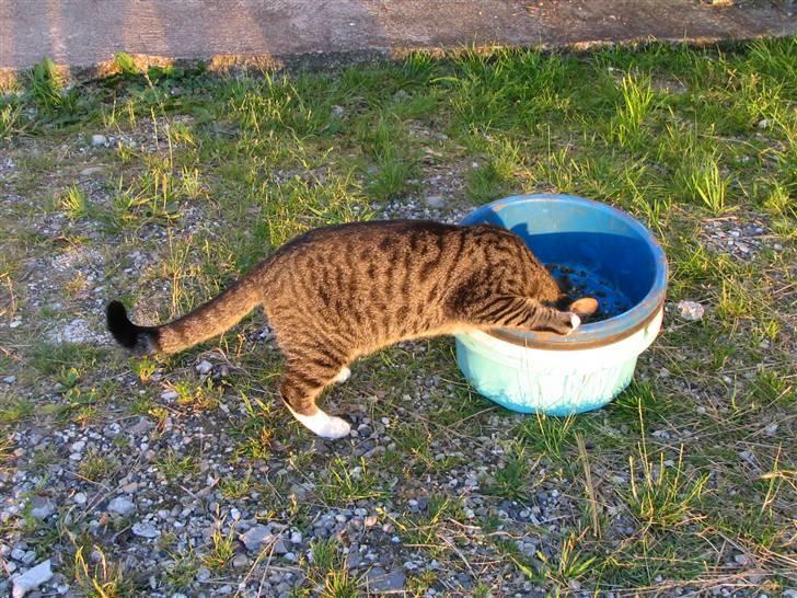 Huskat Anton - Nysgerrige Anton billede 8