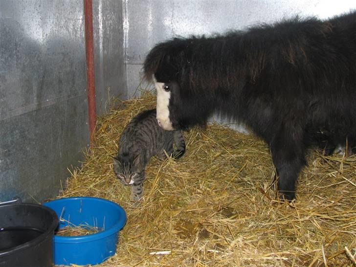 Huskat Anton - Anton og vores lille mini-shetlænder, Kaspian, som dengang lige var ankommet og i en sørgelig forfatning, men som straks blev venner med Anton billede 10