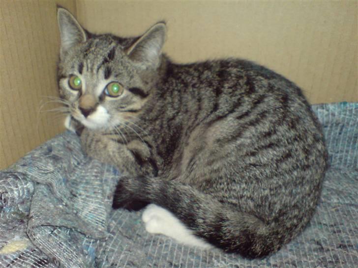 Huskat Anton - Anton knap 5 måneder gammel, kort efter sin ankomst billede 12