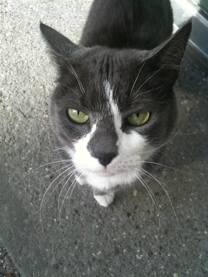 Huskat sif billede 1