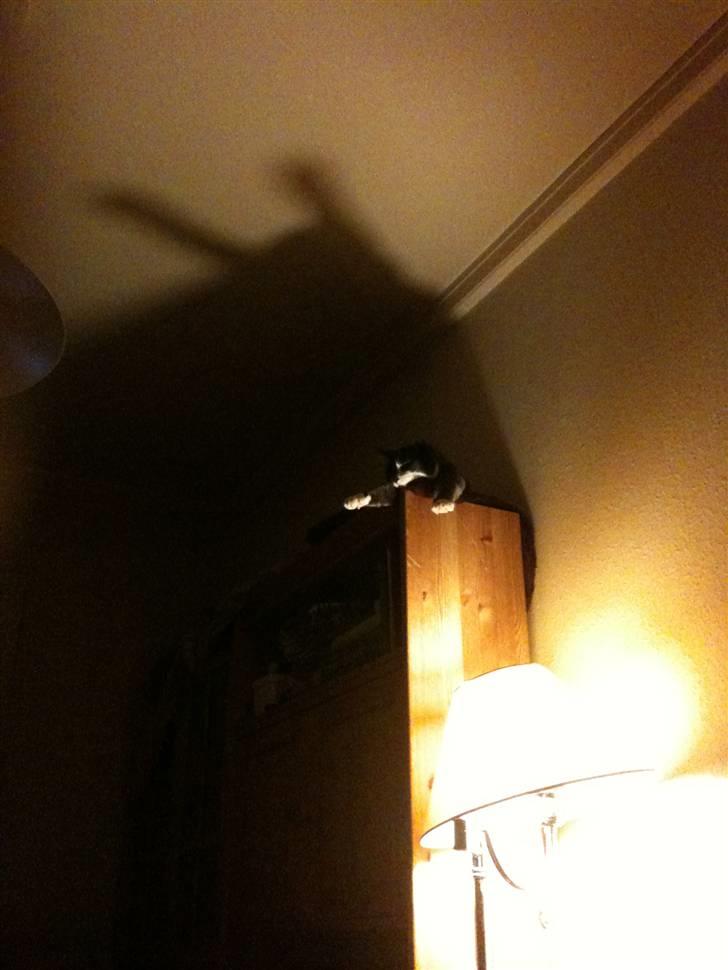 Huskat sif - katteguden sif, buk for siffer billede 2