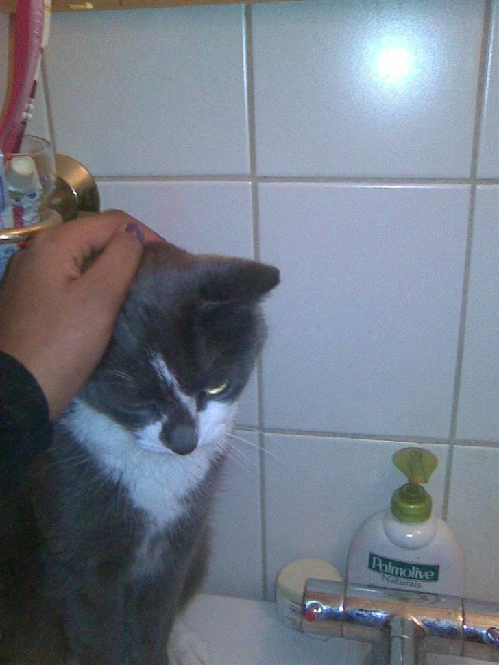 Huskat sif billede 3