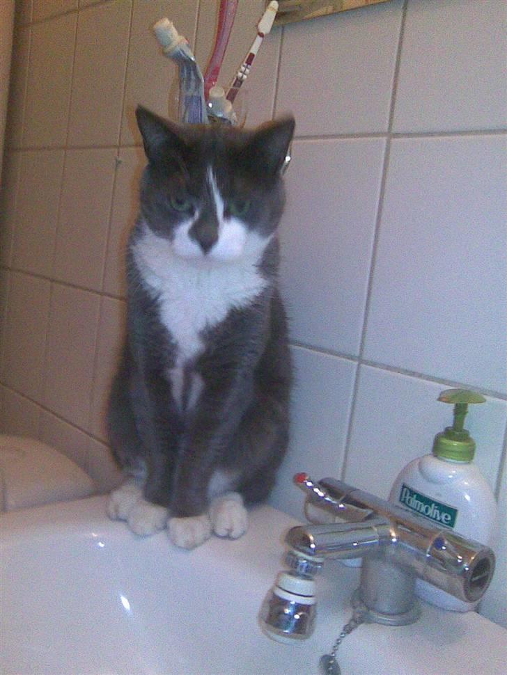 Huskat sif billede 4