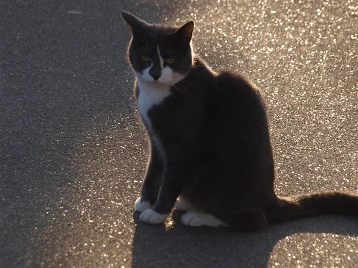 Huskat sif billede 5