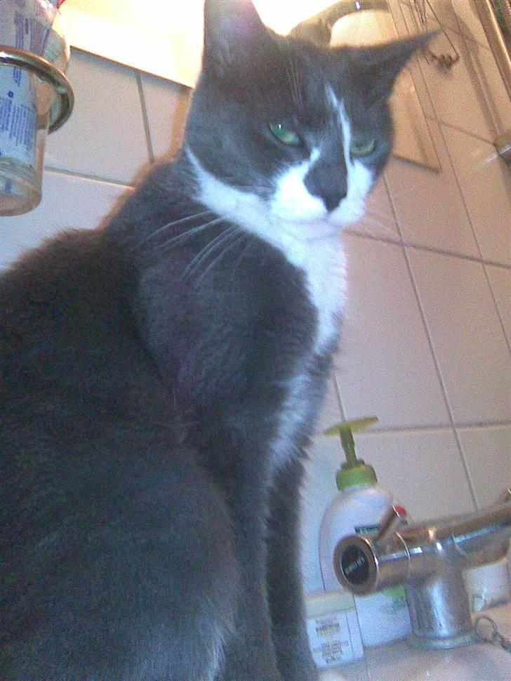 Huskat sif billede 6