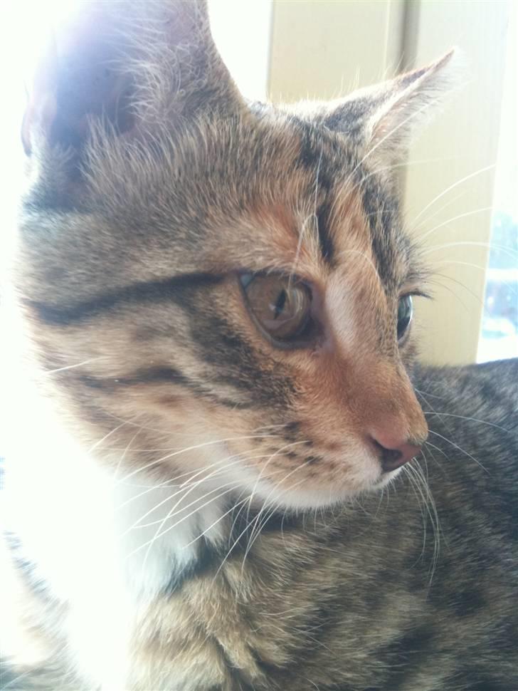 Huskat mizzy billede 1