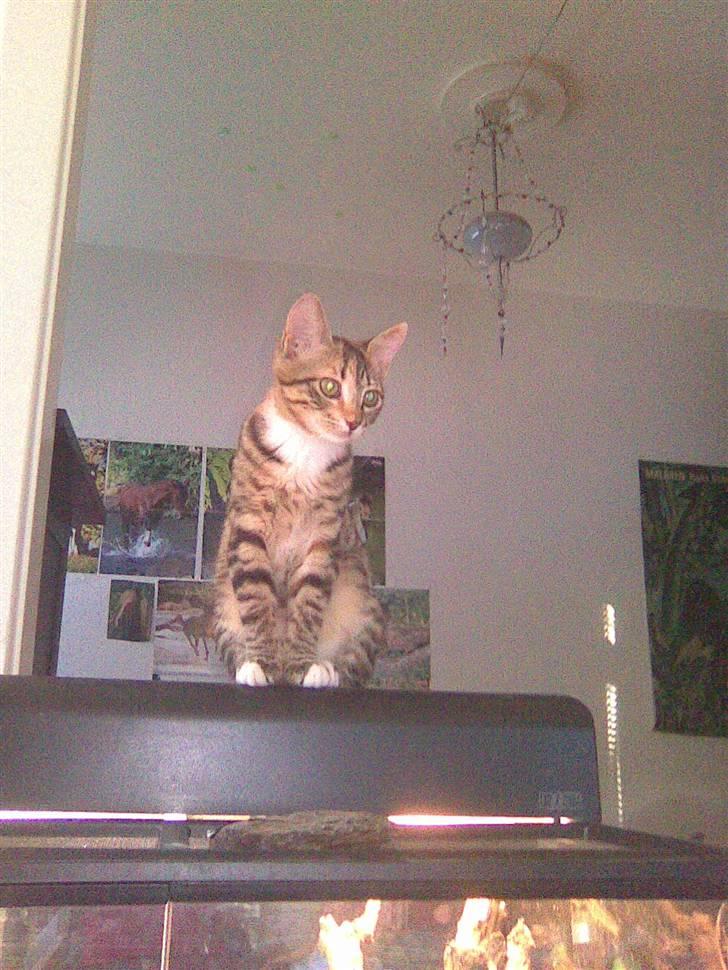 Huskat mizzy billede 2