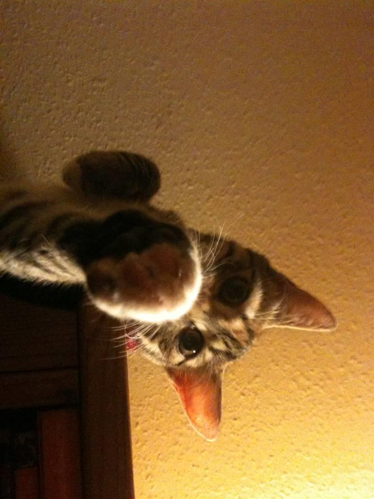 Huskat mizzy billede 3