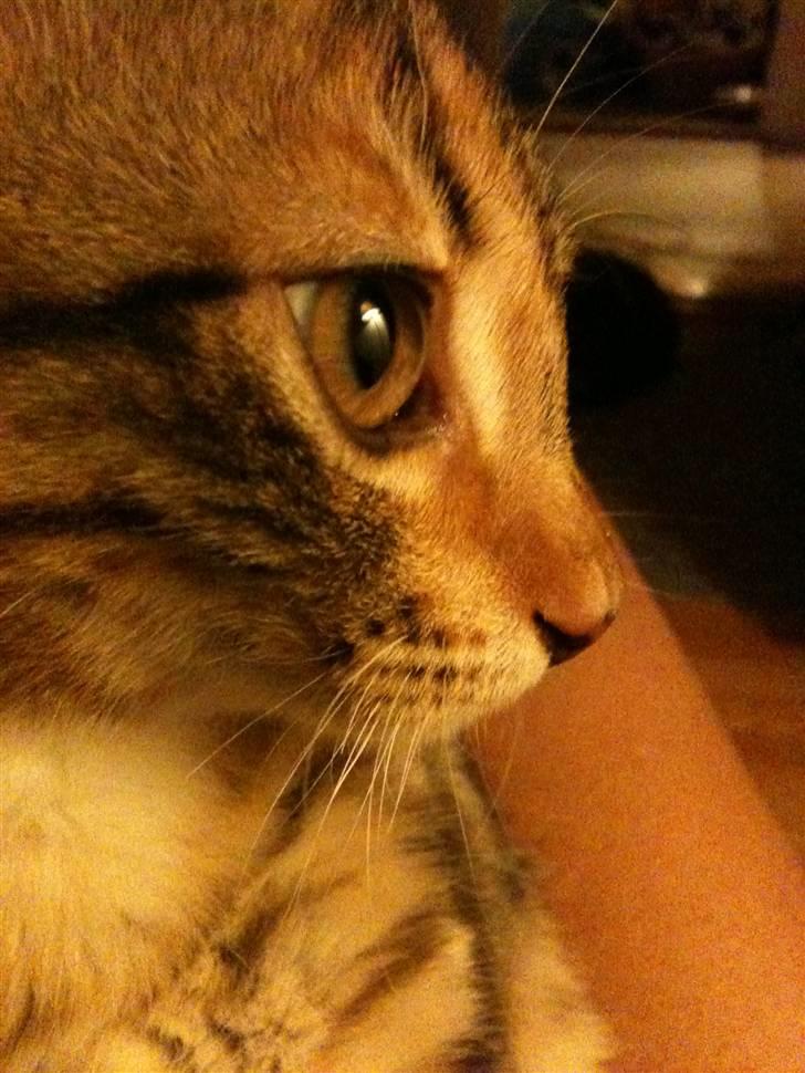 Huskat mizzy billede 4