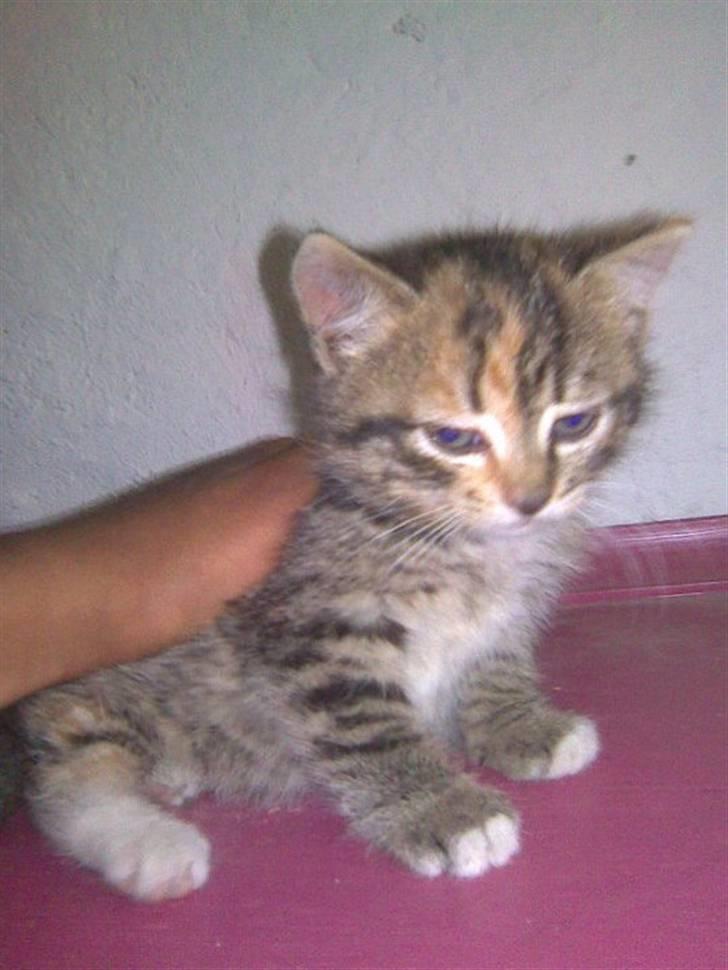 Huskat mizzy billede 5