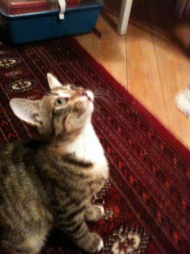 Huskat mizzy billede 6