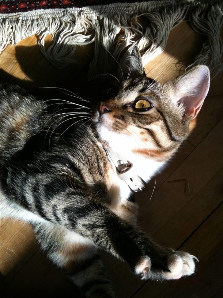 Huskat mizzy billede 7