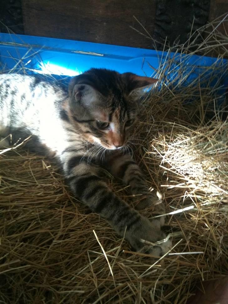 Huskat mizzy billede 8