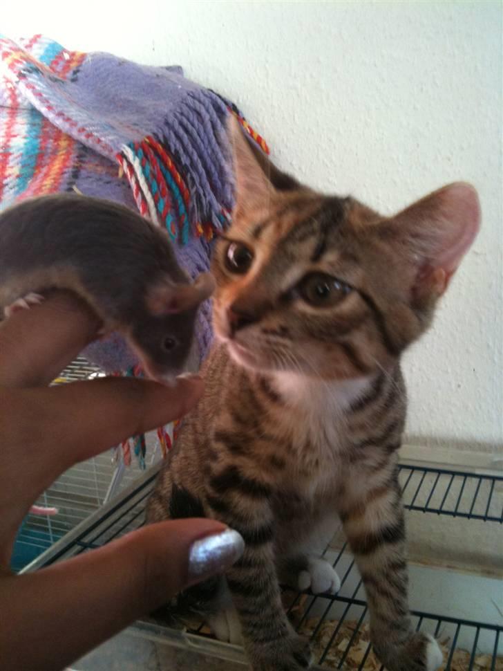 Huskat mizzy billede 9