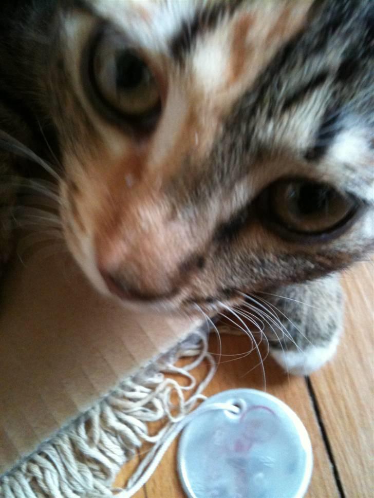 Huskat mizzy billede 10