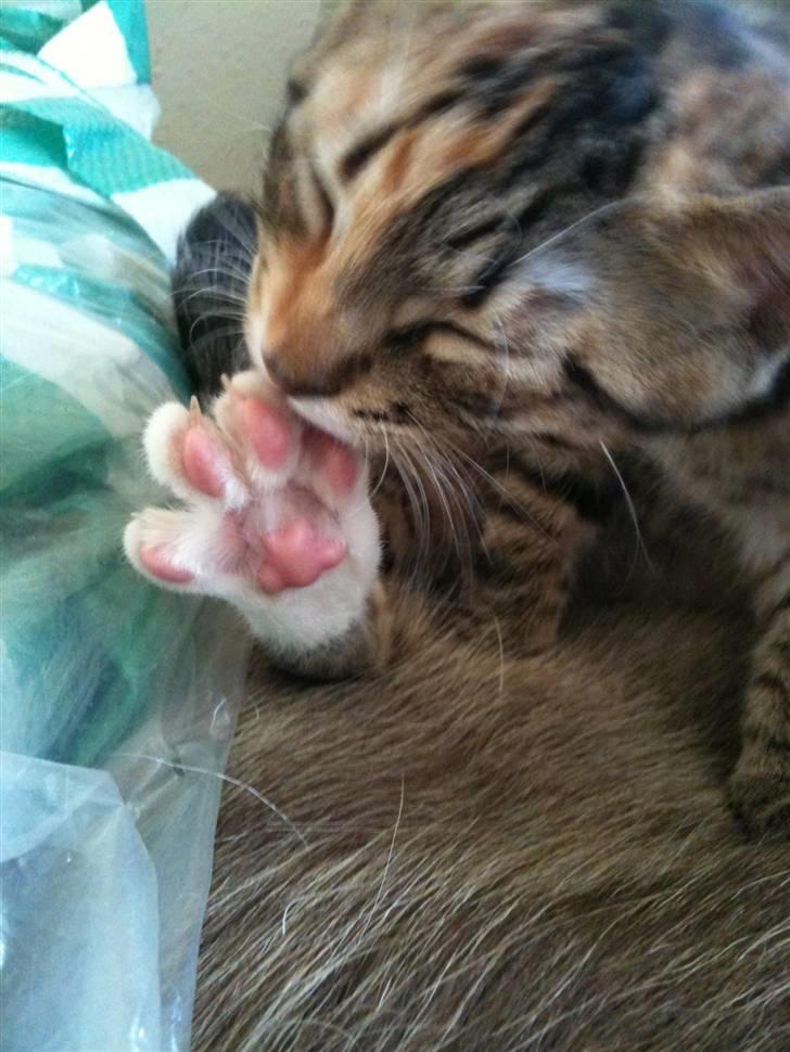 Huskat mizzy billede 11