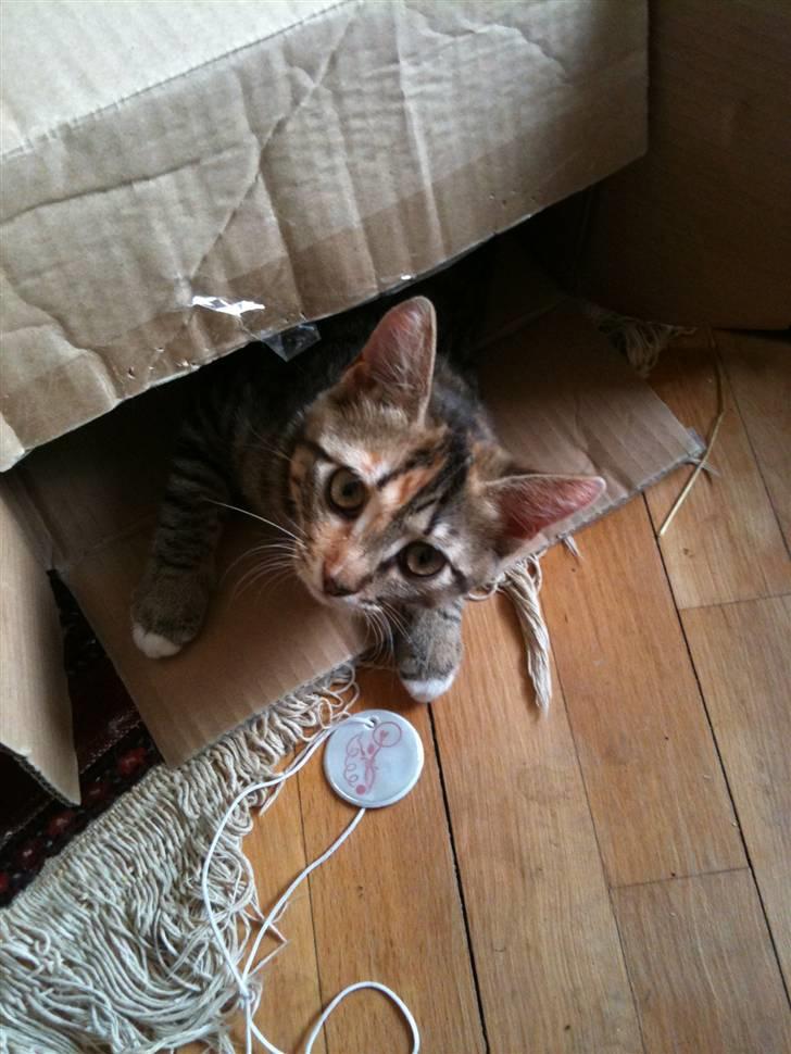 Huskat mizzy billede 12