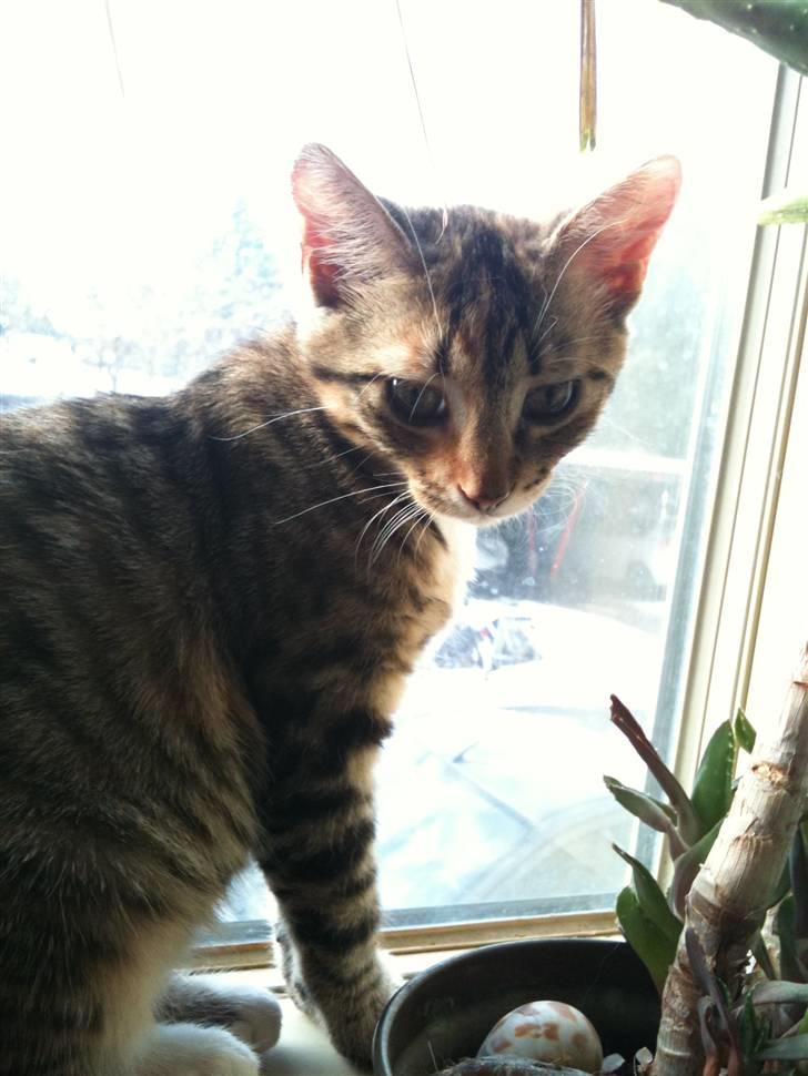 Huskat mizzy billede 13