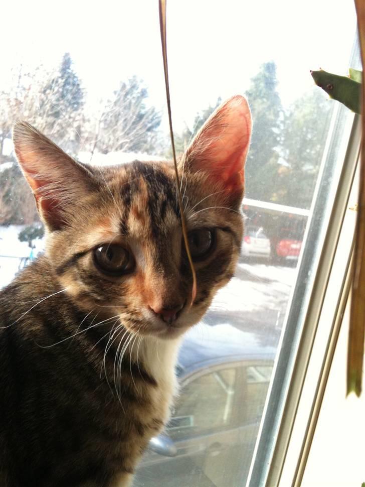 Huskat mizzy billede 14