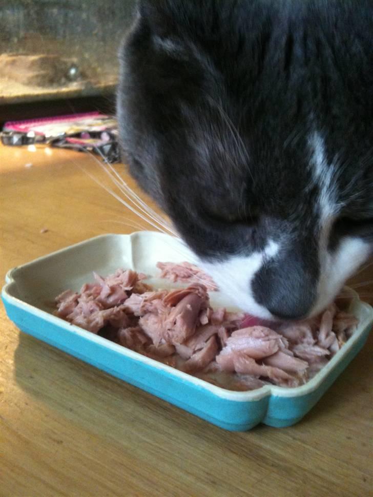 Huskat sif billede 7